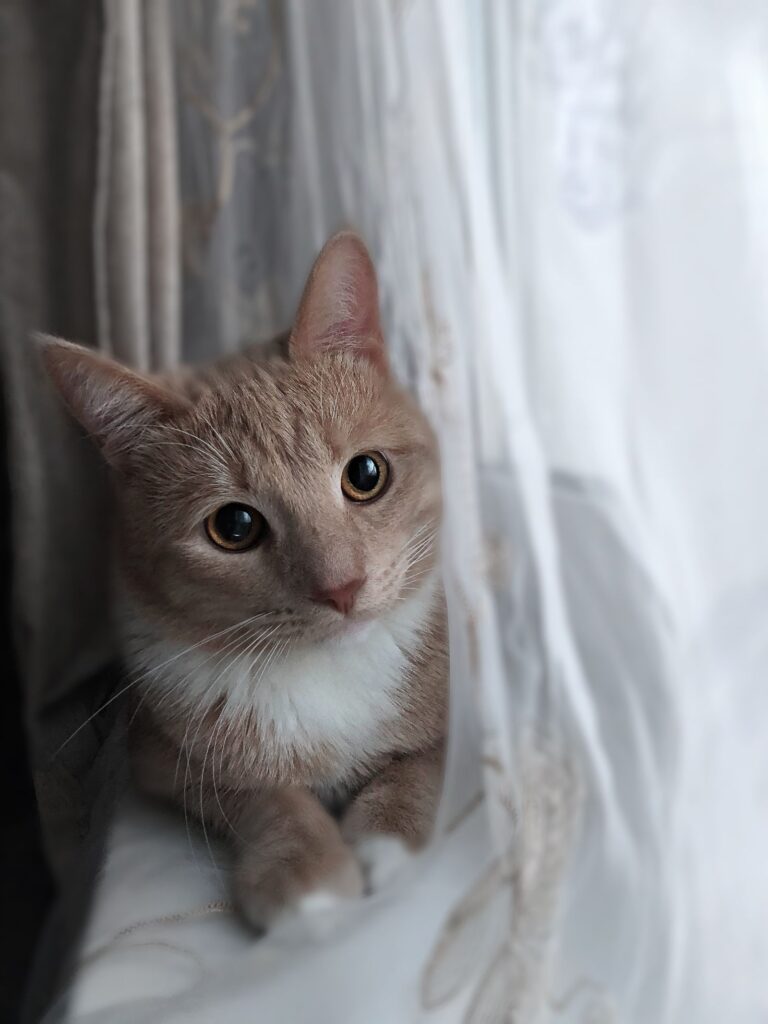 Een kat bij het raam — sfeerbeeld